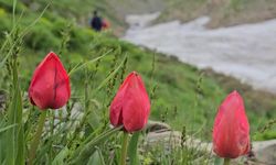 Mereto Dağı’nda Zengin Flora Manzaraları