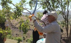 Bingöl'de Menengiç Ağacına Fıstık Aşılaması