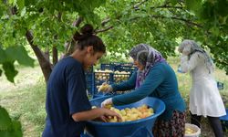 Iğdır’da Kayısı Hasadı Devam Ediyor