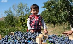 Erzincan’da Cimin Üzümü Hasadı Başladı