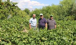 Emekli Öğretmenler Erzincan’da Tarımsal Üretimde Fark Yaratıyor