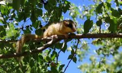 Görülmesi En Zor Canlı Erzincan'da Görüntülendi