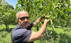 20 Yıllık Emek.. Kuru Dağı Cevizli Vadiye Dönüştüren Çiftçi Hikayesini Anlattı.. Hikayesi Haberimizde