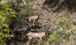 Tunceli'de Koruma Altındaki Yaban Keçileri Yavrularıyla Görüntülendi