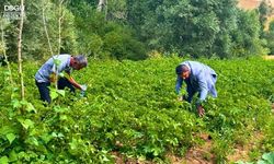 Yüksekova'da Patates Üreticisi Tarlalarından Büyük Verim Bekliyor