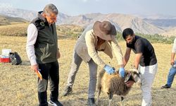 2 bin rakımda dağ taş demeden küpeleme ve aşılama yapıyorlar