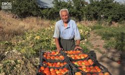 Ata Tohumuyla Geleceğe Domates Yetiştiriyor