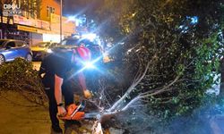 Iğdır Atatürk Caddesi’nde Trafiğe Engel Olan Ağaçlar Uygun Şekilde Traşlandı