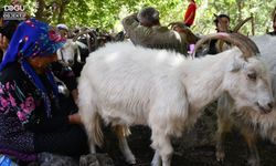 Şırnak’ta Berivanların Zorlu Mesaisi Sona Eriyor