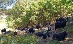 Yaşam alanları daralan kurtlar köylere iniyor: Besiciler teyakkuzda