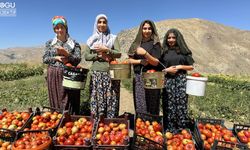 Yüksekova’da Domates Hasadına Başlandı