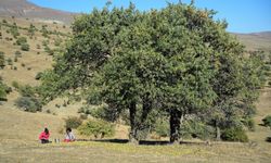 Muş'un Ahlat ağaçları korunma altına alınsın