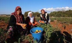 Susuz yetişen domatesin hasadı sürüyor