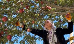 Tarım öğrencileri elma hasadı gerçekleştirdi