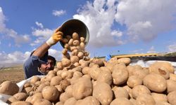 Türkiye’nin patates ambarlarından Ahlat’ta hasat başladı