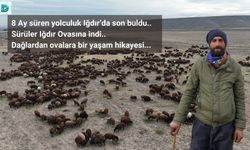 8 Ay süren yolculuk Iğdır’da son buldu..  Sürüler Iğdır Ovasına indi..