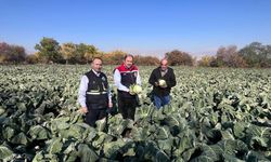 Erzincan’da kışlık sebze hasadı başladı