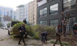 Iğdır Belediyesi’nden şehir genelinde ağaç budama çalışması