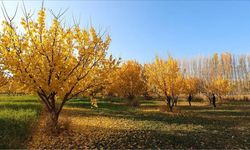 Sonbaharın büyüsü Iğdır'ı sardı