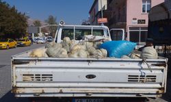 Muş merkezde yetiştirdiği kabakları Varto'da satıyor