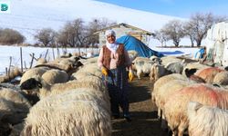 Kadınlar Hayvancılıkta Verilen Teşviklerle Sektörde Söz Sahibi Oluyor