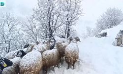 Muş'ta Çiftçilerin Zorlu Kış Mesaisi Sürüyor