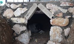 Adıyaman'da Sokak Hayvanlarına Doğal Yaşam Alanı Yapıldı