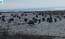 Van’da Koyunlarını Kar Üzerinde Otlatarak Yemden Tasarruf Sağlıyor