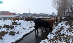 Akyaka’da Çiftçiler Donmuş Derenin Buzunu Kırarak Hayvanlarına Su Sağlıyor