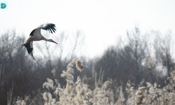 Dicle Nehri havzasında Yaşayan Leylekler Uzun Yıllardır Göç Etmiyor