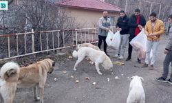 Tunceli'de Gençlerinden Sokak Hayvanları İçin Seferberlik