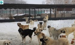 Erzincan’da Köpek Katliamı İddiası: Belediye Çalışanları Görevden Uzaklaştırıldı