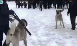 Erzurum’da Jandarmadan Köpek Dövüşçülerine Operasyon