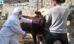 Tunceli’de Şap Hastalığı İle Mücadele Çalışmaları Sürüyor