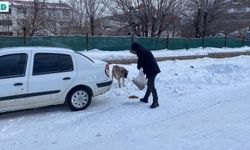 Bingöl'de örnek hayvansever: Kışın zorlu şartlarında sokaktaki canları unutmuyor