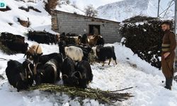 Beytüşşebap'ta Besiciler, Meşe Yapraklarıyla Kış Zorluklarına Göğüs Geriyor