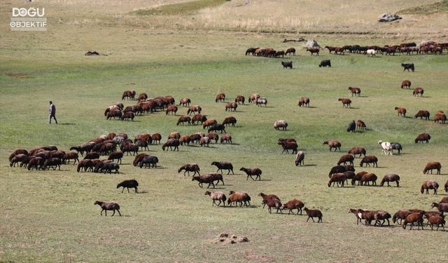 Iğdır’da Çiftçiler Yayla Yasaklarının Kaldırılmasını İstiyor