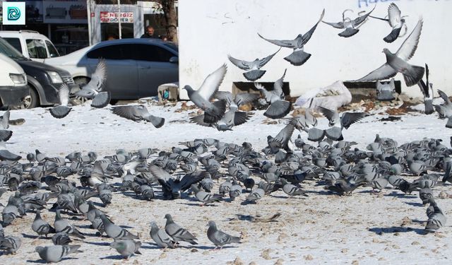 Van'da Kar Yağışı Sonrası Güvercinler Yem Bekliyor