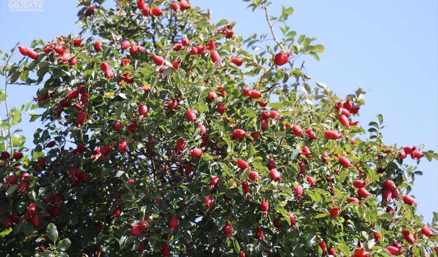 Doğal vitamin deposu kış için toplanmaya başladı