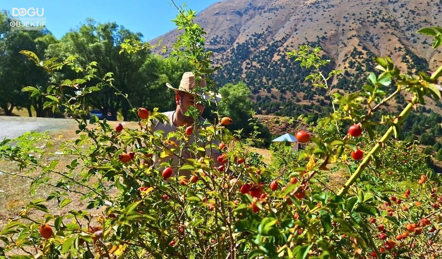 Erzincan’da kuşburnu, zorlu arazilerde toplanmaya başlandı