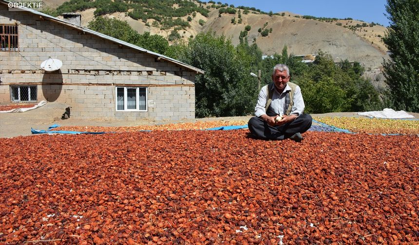 Hakkari'de üreticilerin kurutmalık mesaisi başladı