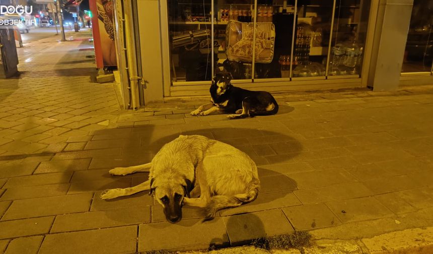 Sokak Hayvanları Kış Öncesi Yardım Bekliyor