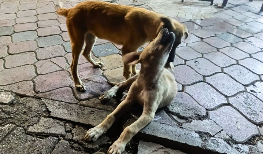 Iğdır’da Barınma ve Beslenme Sorunları Göz Ardı Edilmemeli