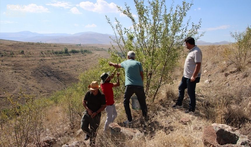 Iğdır'ın "badem ormanı" erozyonu önledi, köylüye ek gelir sağladı