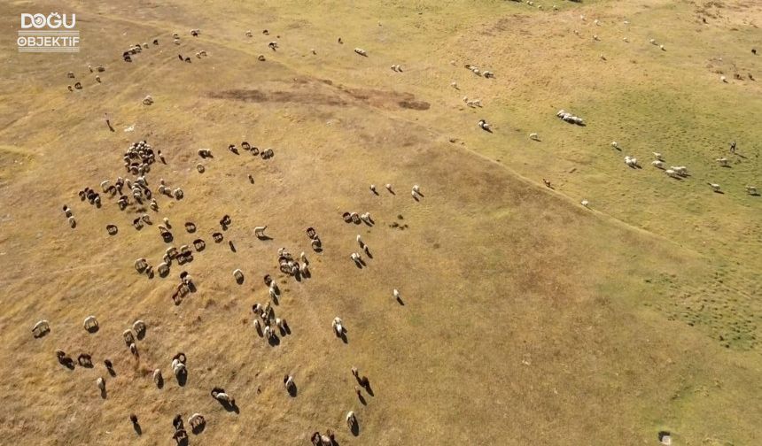 ‘Kuş Cenneti’ Arin Gölü hayvanların otlak alana dönüştü