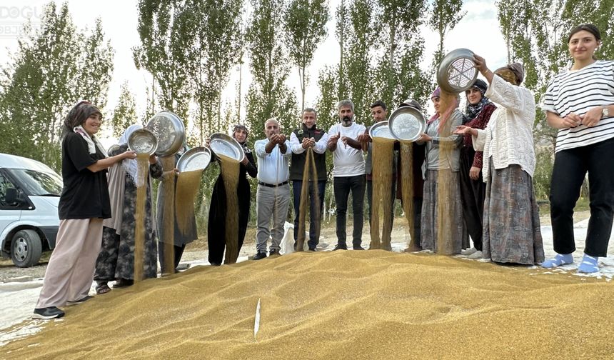 Kadın çiftçilerden yonca tohumu eleme ve ayıklama mesaisi