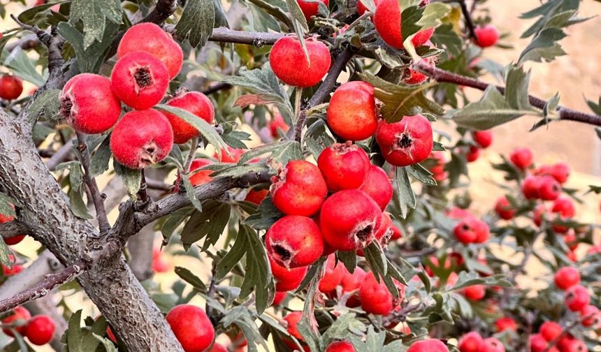 Ağrı'da doğal lezzetin peşinden dağlara çıkılıyor