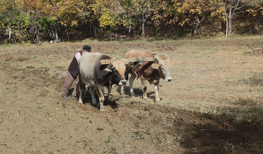 Bu köydeki tarım halen karasabanla yapılıyor