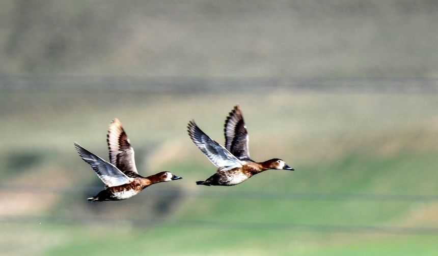 Ekşisu Sazlığı birçok kuş türüne ev sahipliği yapıyor