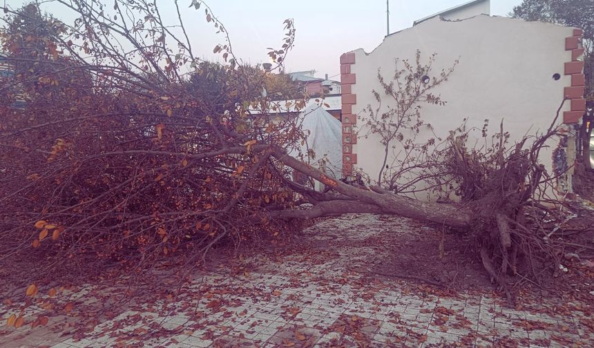 Iğdır kent meydanı projesi için son ağaçlar da söküldü